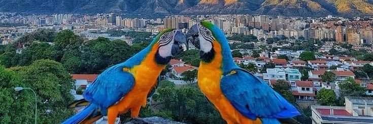 Maribel Castillo banner