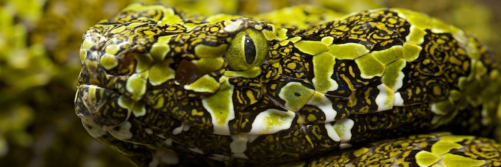 NoYoMa1447's profile banner image