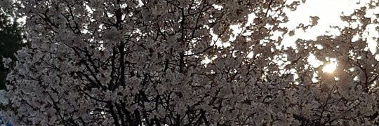 tryman7788's profile banner image
