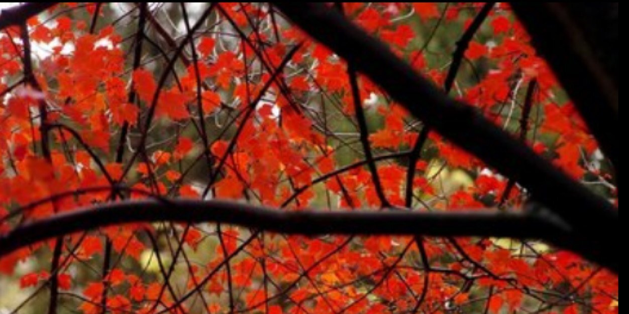 JillianSteinert's profile banner image