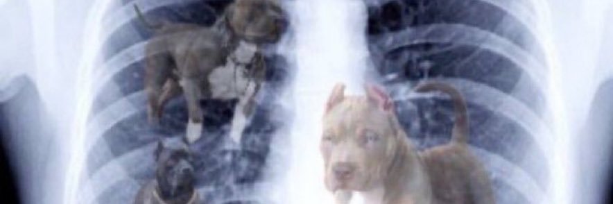 semaj criston legacy 🇦🇺⚡️🦉🐻 banner