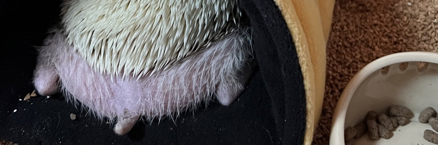aracont42's profile banner image