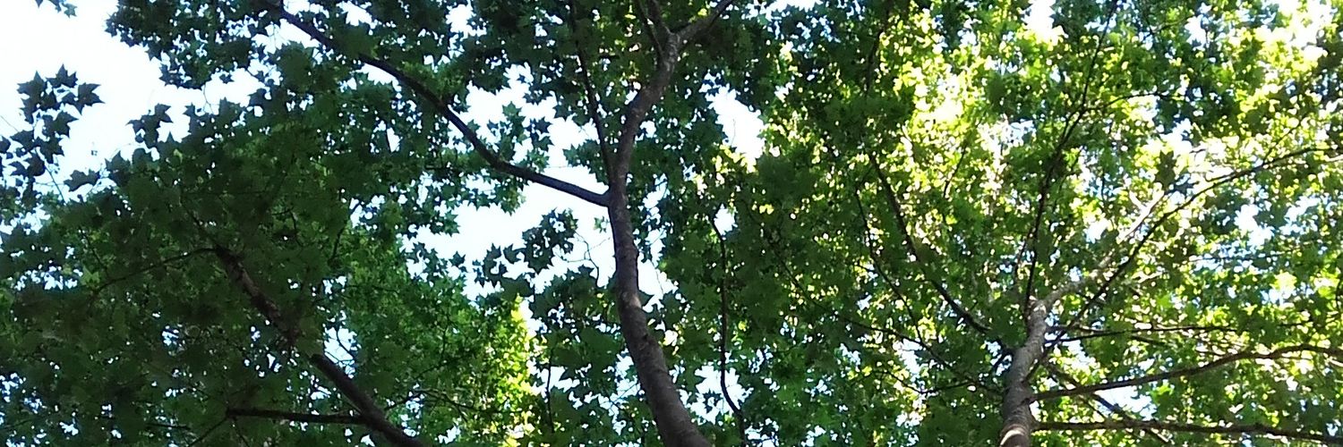 Bonoramari's profile banner image
