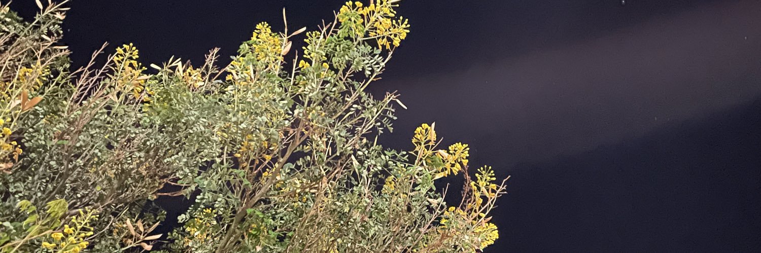 YareliTG2's profile banner image