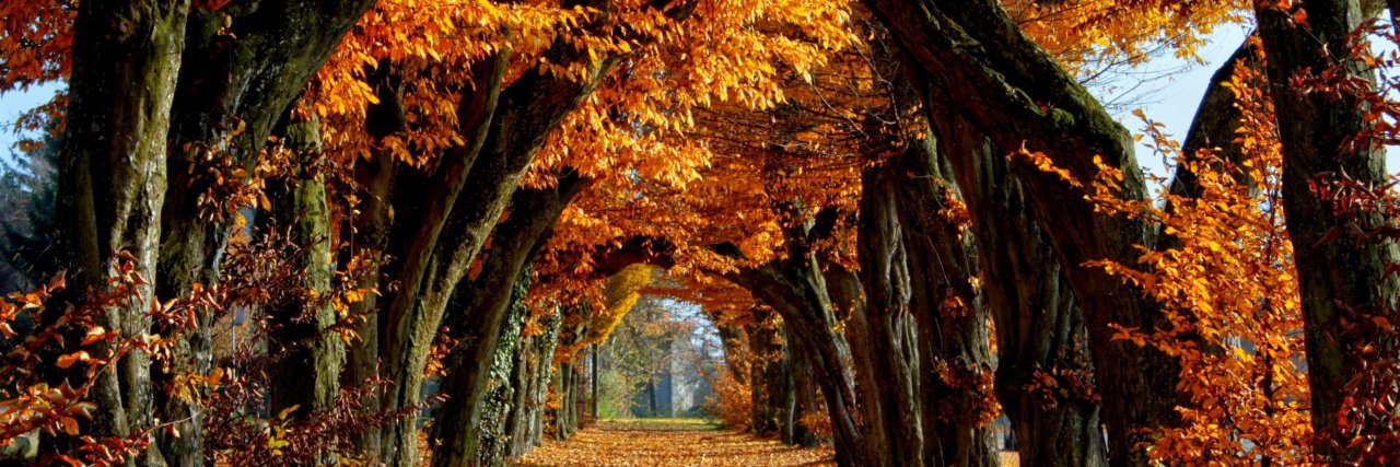 Shernay Williams banner