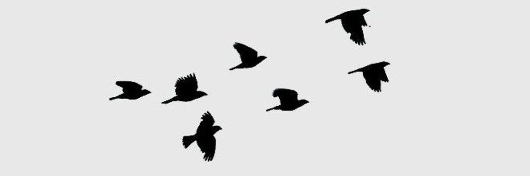 Vultures Trade banner