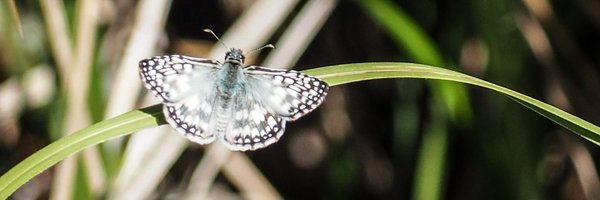 BMagallares Profile Banner