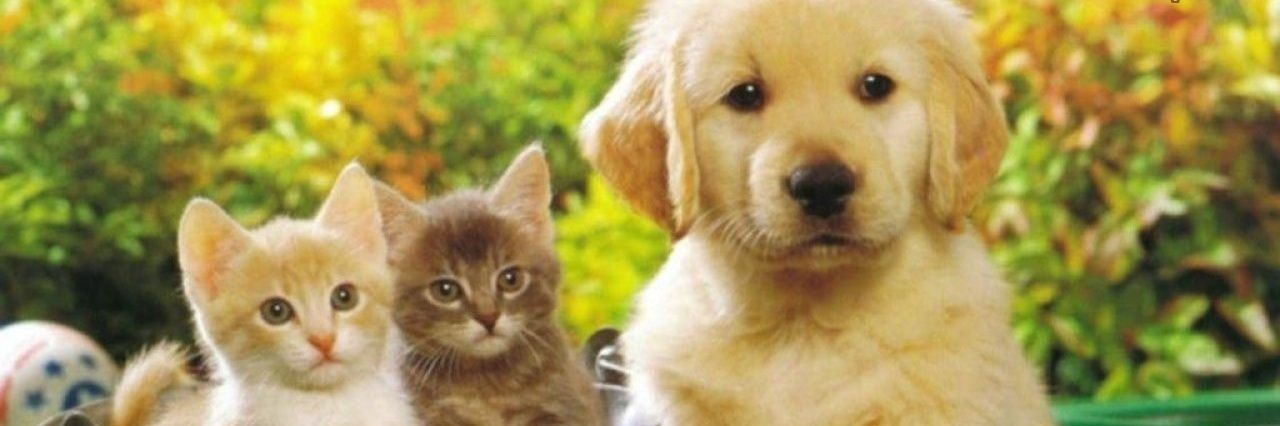 EmmaSearch4DogsTortoisesCatsBirdsetc banner