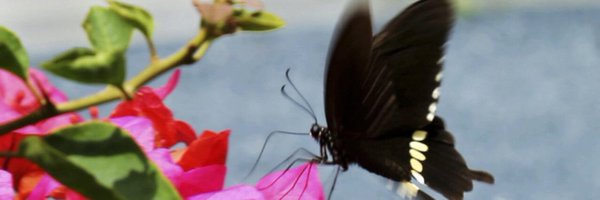 BTCBitcoin_ETH Profile Banner