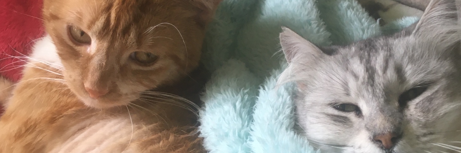 RubyStephens33's profile banner image