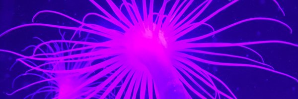 danielrhodes Profile Banner