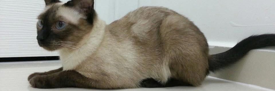 Levent Söğüt banner