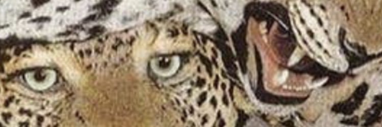 nicodrouillard's profile banner image