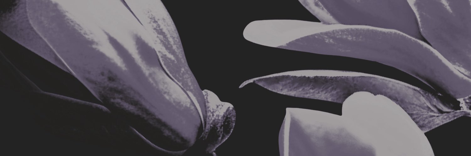 MAGNOLIA DIVARA. banner