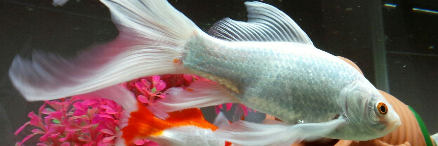 goldfish184's profile banner image