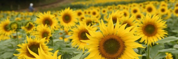 kiryutimes Profile Banner