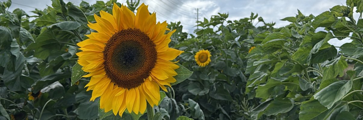 KMarie2816's profile banner image