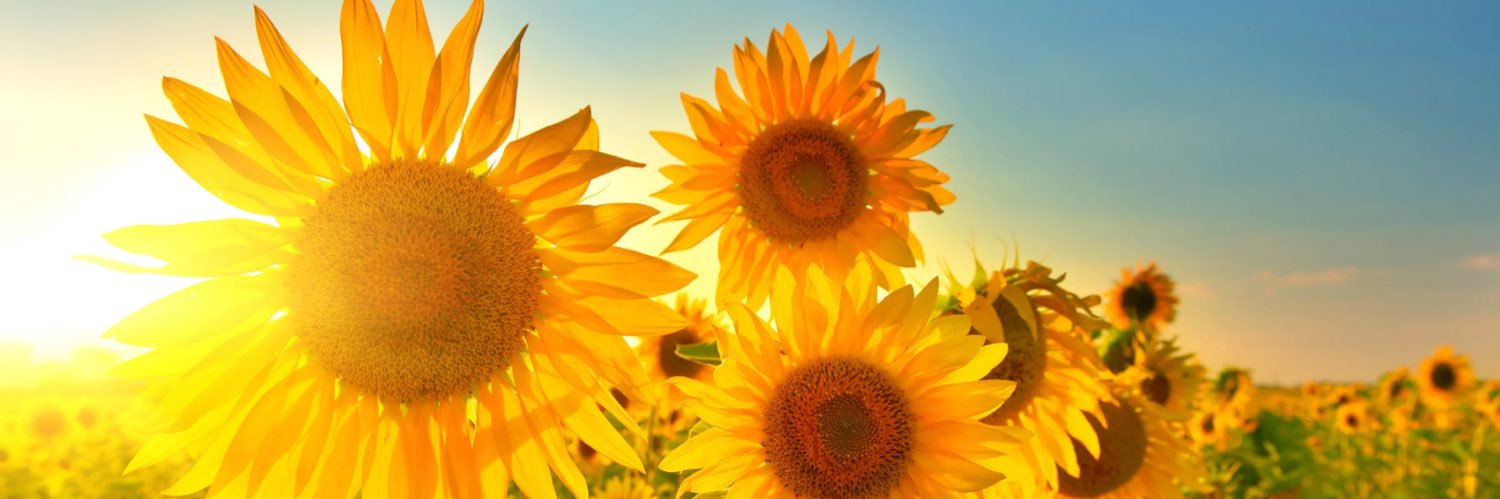 kristellized's profile banner image