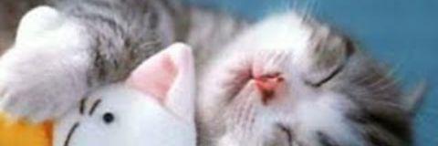 Sensen_na's profile banner image