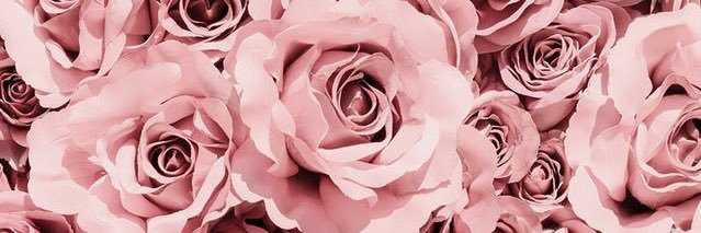theselinecole's profile banner image