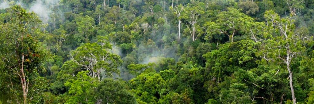 UN-REDD Programme banner