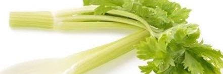 セロリ banner