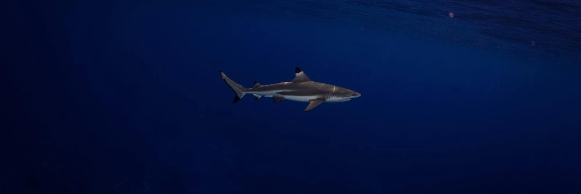 Professor Jodie Rummer banner