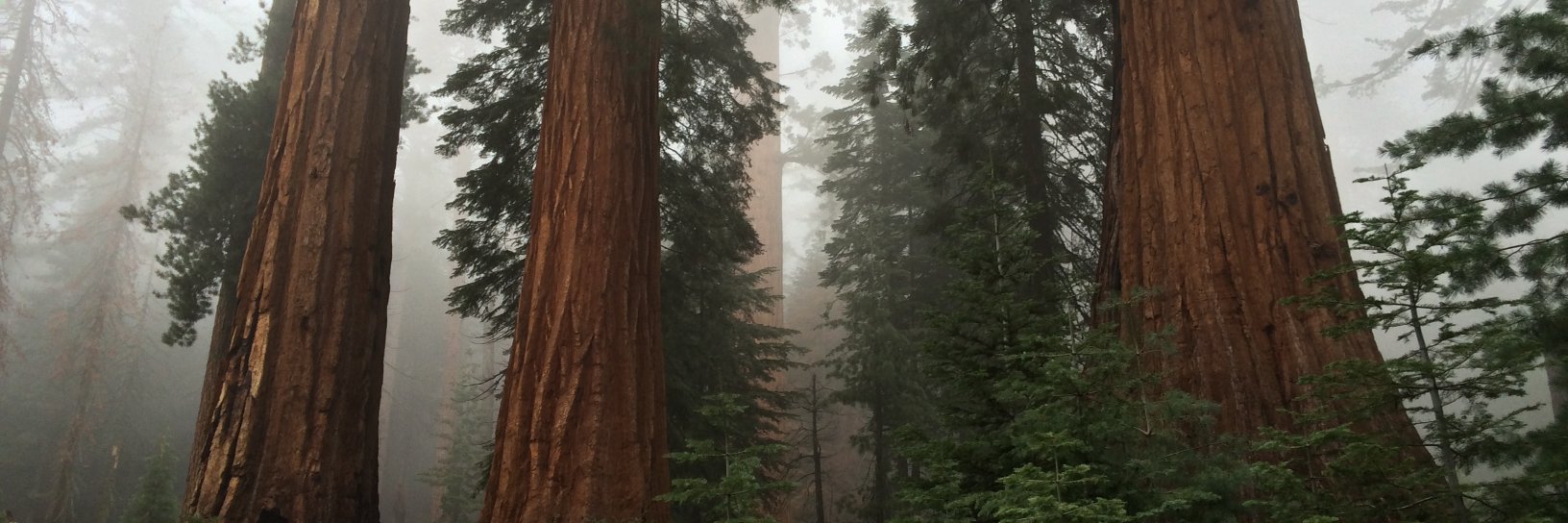 GoodNatureGirl's profile banner image
