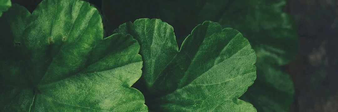iamchppp's profile banner image