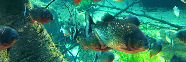 bercowskya Profile Banner