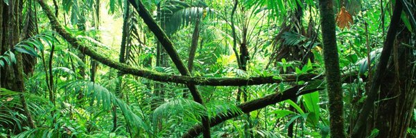 jungle_ai Profile Banner