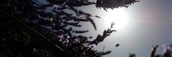 Knightf4ll Profile Banner