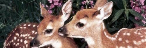 ذكرى الوافي🦌🩷 banner