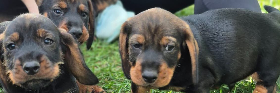 Weronika_JD🦅 banner