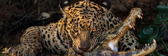 barbosa ⬛️🟨⬜️ banner