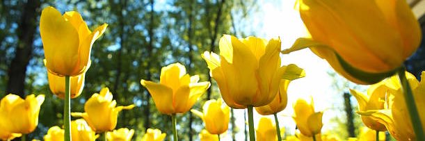 ☀️ banner