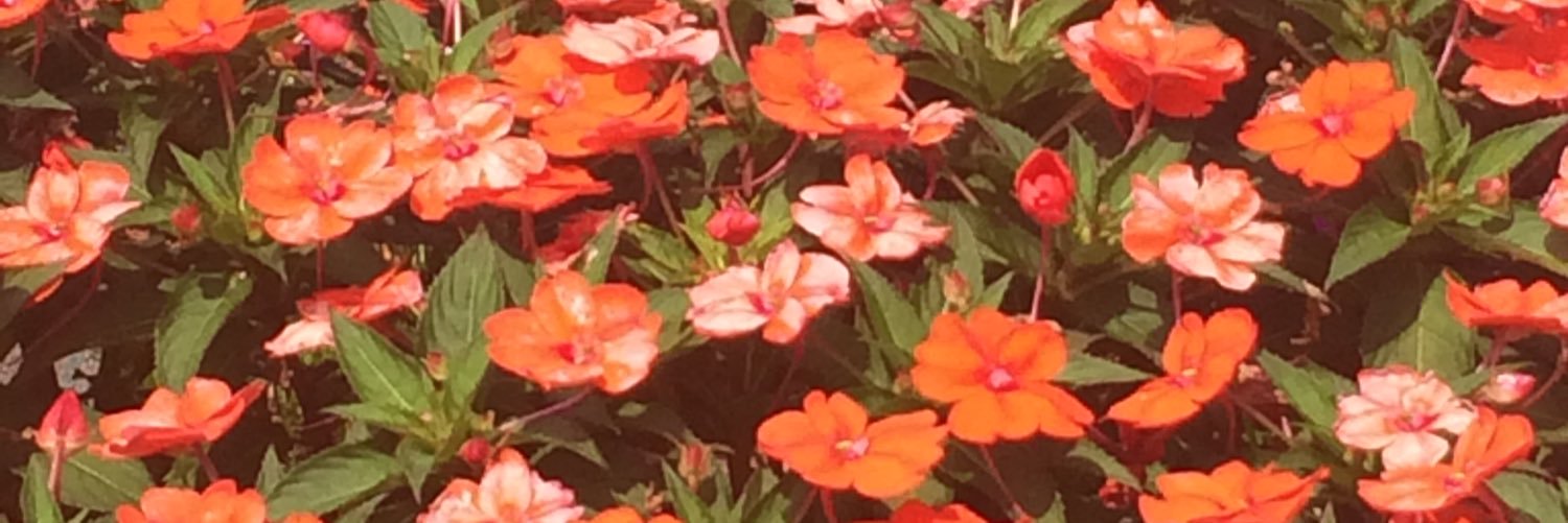 Jeneliofficial's profile banner image