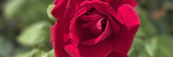 sassycali88 Profile Banner