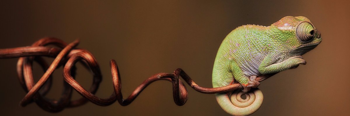 GoldbasNews's profile banner image