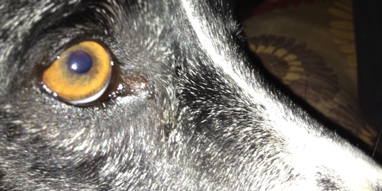 decoy_since83's profile banner image