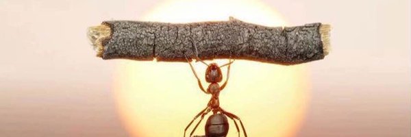 WolfMalca Profile Banner