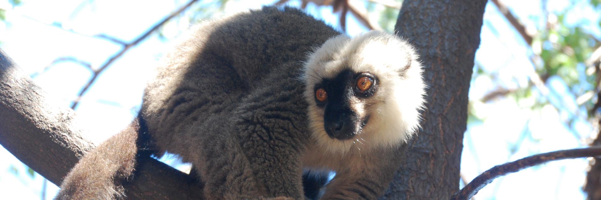 Dr. Tara Clarke banner