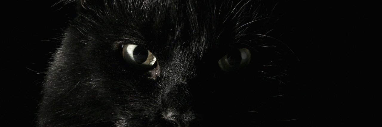 MrCatsbee's profile banner image