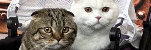 menaburuang's profile banner image