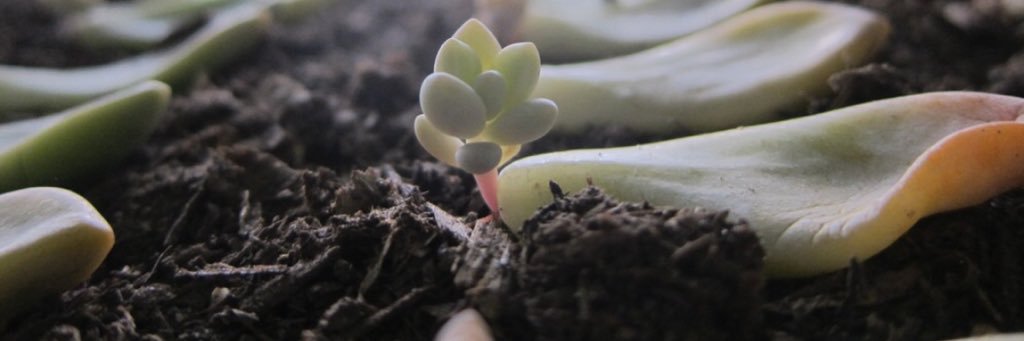 LeavesGrowing's profile banner image