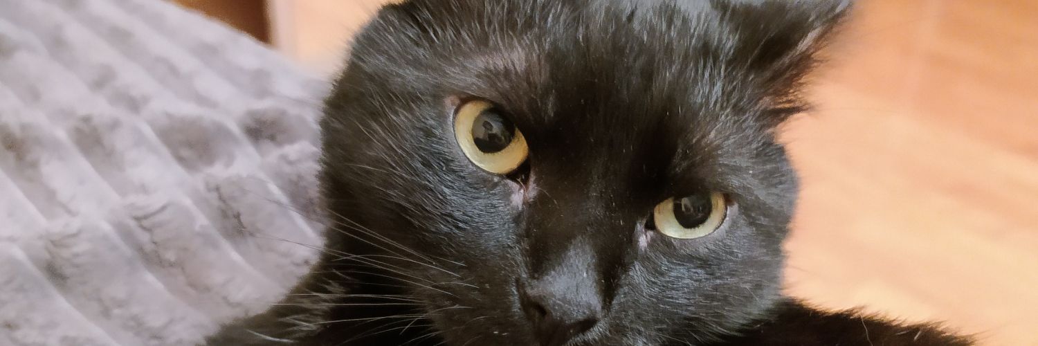 jovnit1's profile banner image