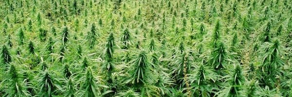 UseBritishHemp Profile Banner