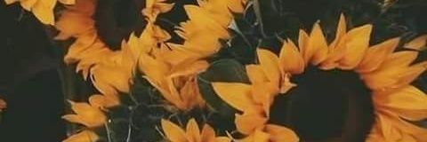 beagoncalvesm's profile banner image