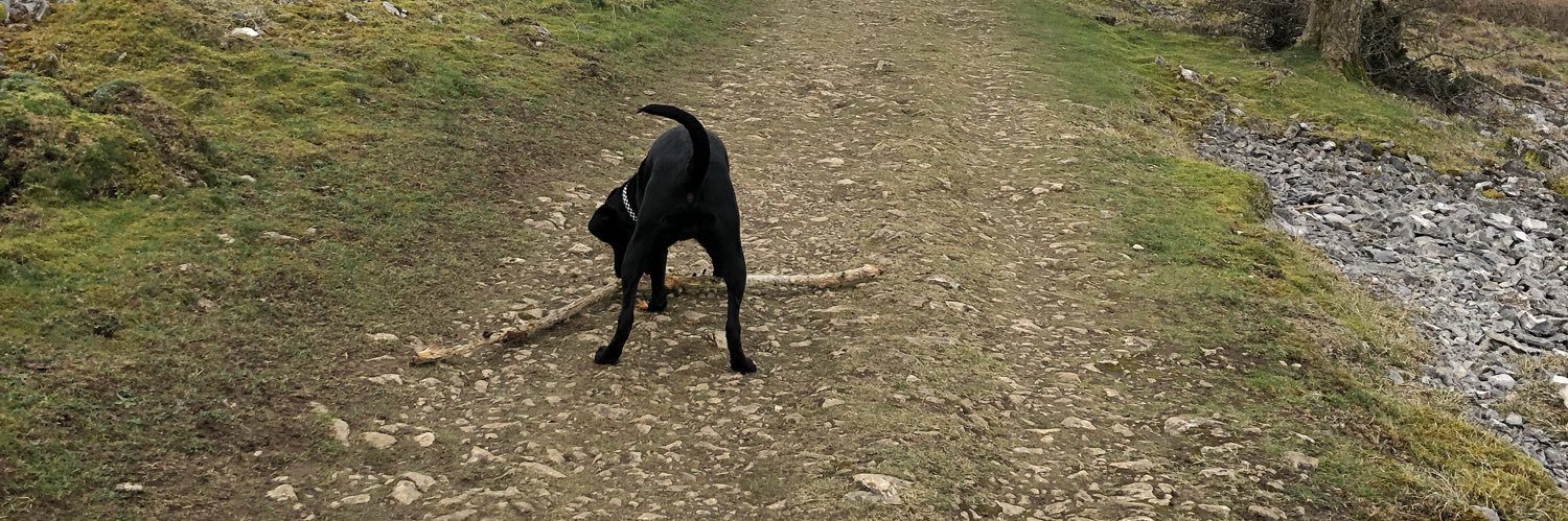 labradorlucy18's profile banner image