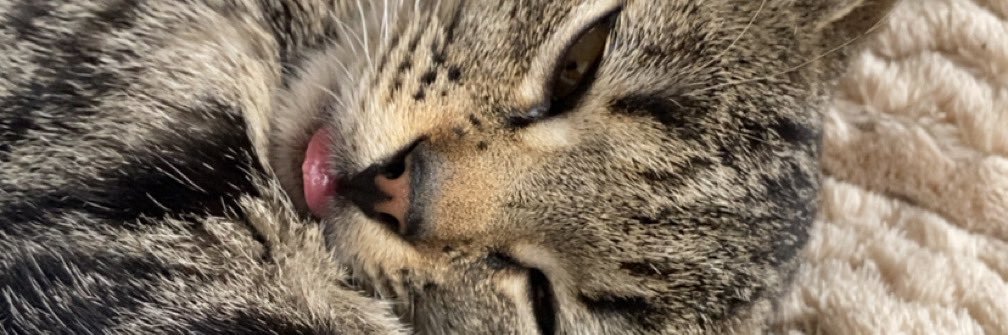 quokka banner